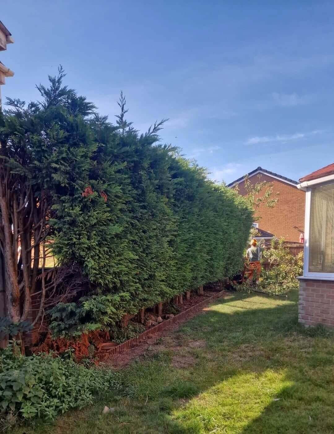 Hedge Maintenance by Arbcare Tree Surgery